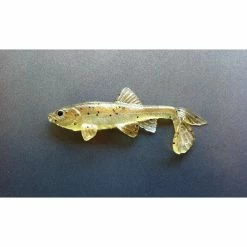 Little Creeper Baits All American Trash Fish -AFTCO Shop ghosttrout