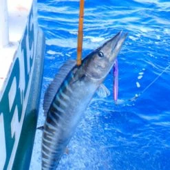 Magbay Lures MagTrak Trolling Lure -AFTCO Shop purplemagtrak2 website 400x400 1